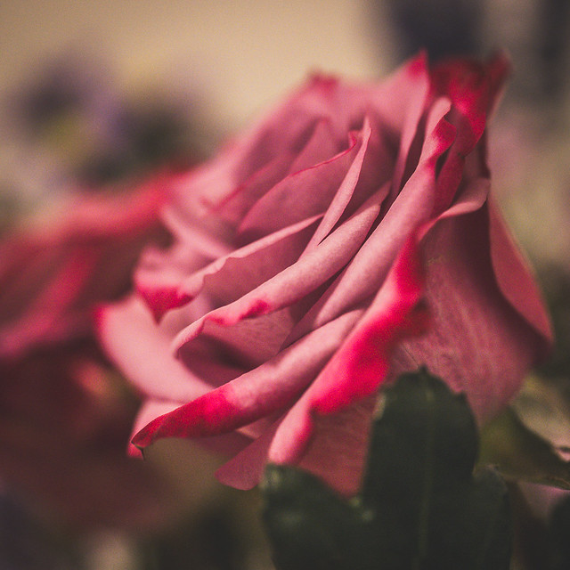 211/365 Two-tone Rose