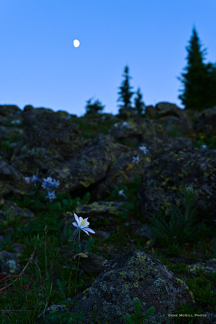 Columbine, shot after sunset, with the moon in the background.