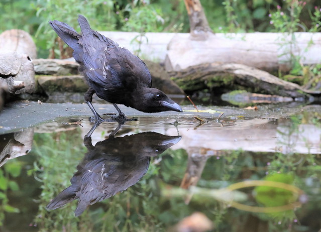 Carrion Crow (juv)....having a drink