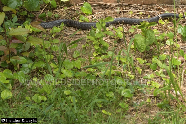 74299 A cobra (Naja sp) in a garden in Ipoh, Perak, Malaysia.