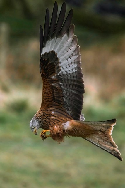 Red kite feeding 'on the wing'