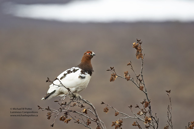 Willow Ptarmigan male, in Willow