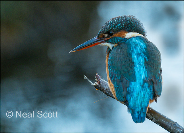 Focussed Kingfisher