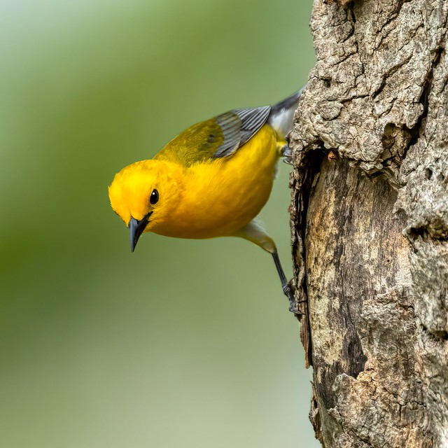 Prothonotary warbler-01245-Edit