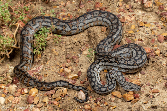 Murray-Darling carpet python (Morelia spilota metcalfei)