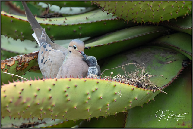 Mourning Dove and Chicks 7305