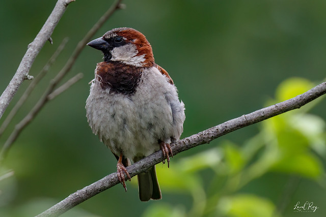 1.31116 Moineau domestique (mâle) / Passer domesticus domesticus / House Sparrow