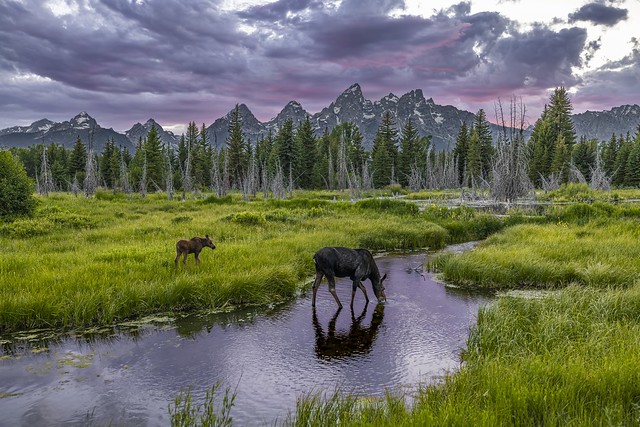Moose, Mountains, and a Schwabacher Sunset