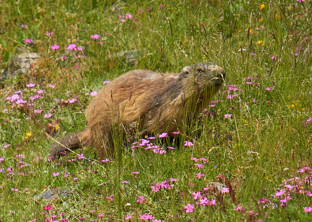 Una marmota sale sigilosamente de su  escondrijo para buscar alimento