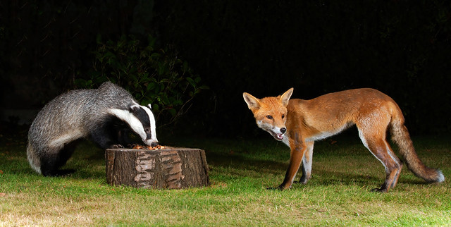 Badger & Fox.