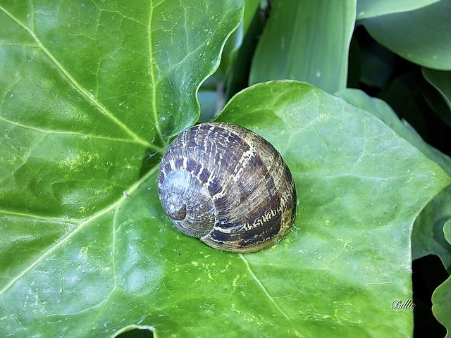 Snail shells and their markings.....