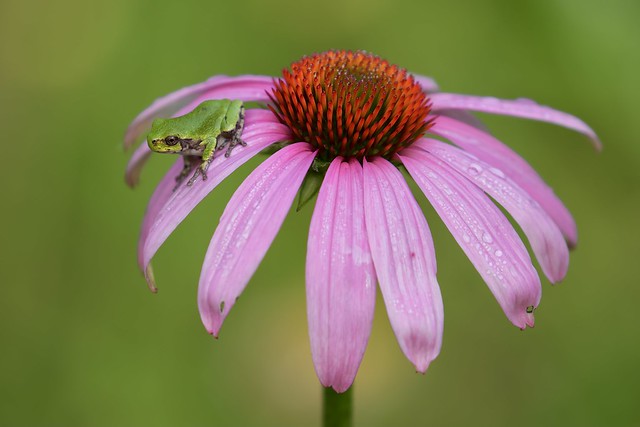 Cope's Gray Treefrog on a Coneflower