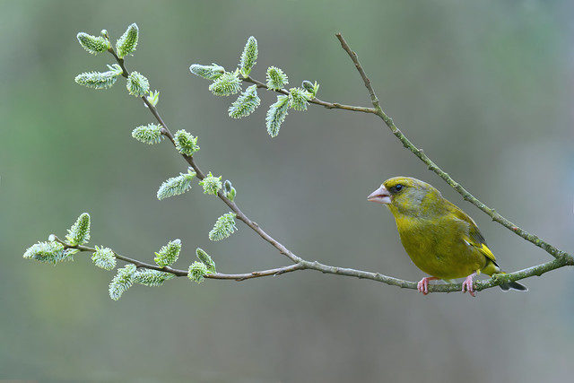 Greenfinch on Pussy Willow