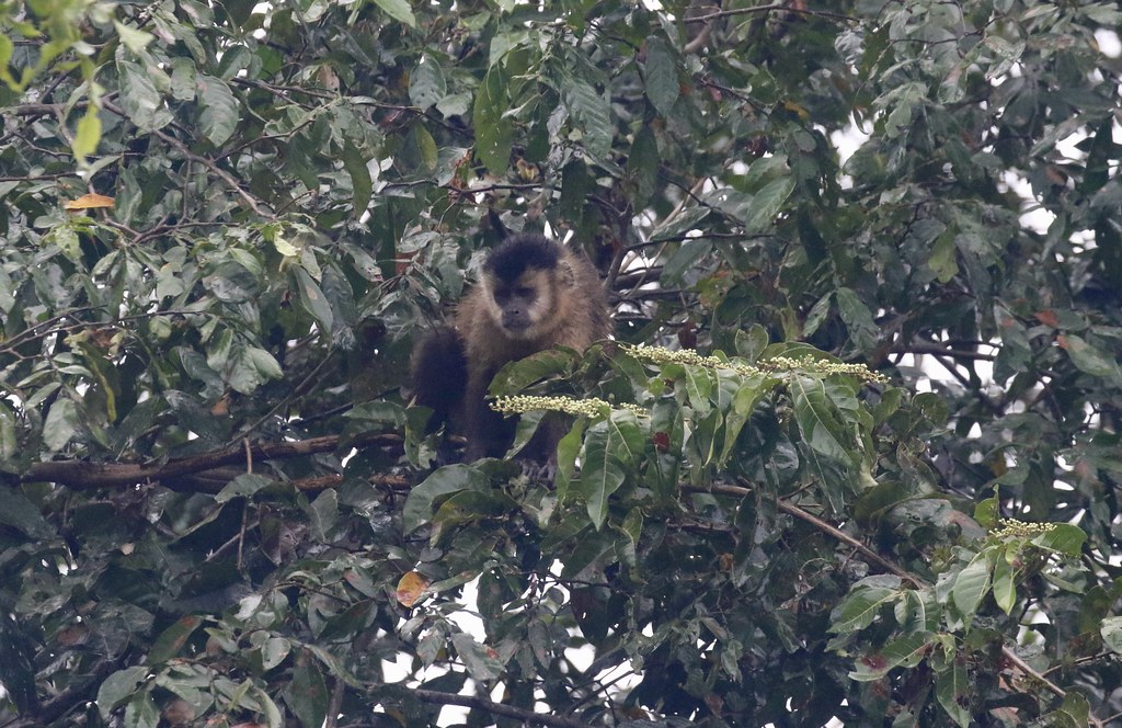A very wet Azara's Capuchin