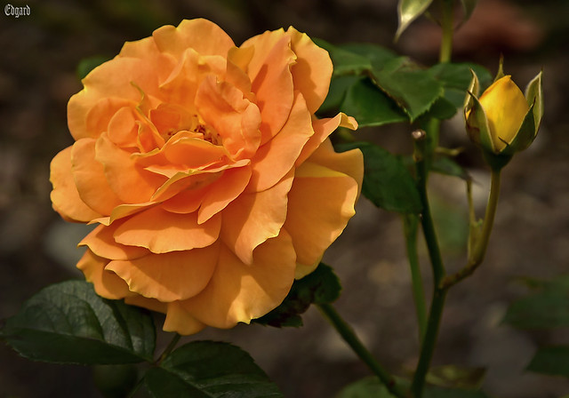 Beautiful bright rose