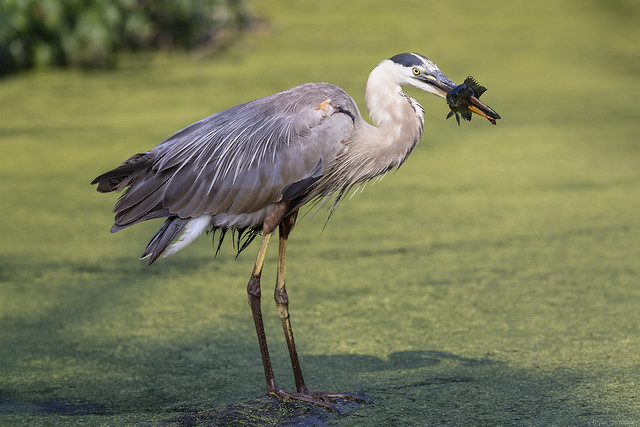 Canon RF 100-300mm F2.8 L IS Lens and Great Blue Heron Spearfishing