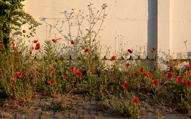 Poppies in early sunlight
