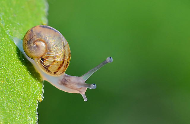 Snail Hanging Out
