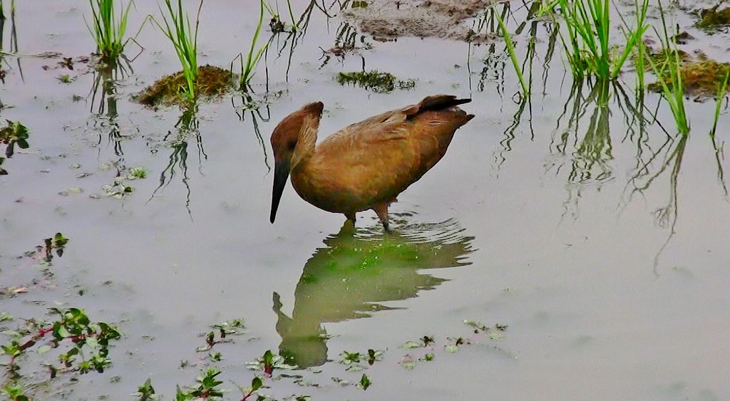 SÜDAFRIKA( South-Africa), Rund um den Hluhluwe-Imfolozi  - Nationalpark, Hammerkopfvogel im Sumpf,22325