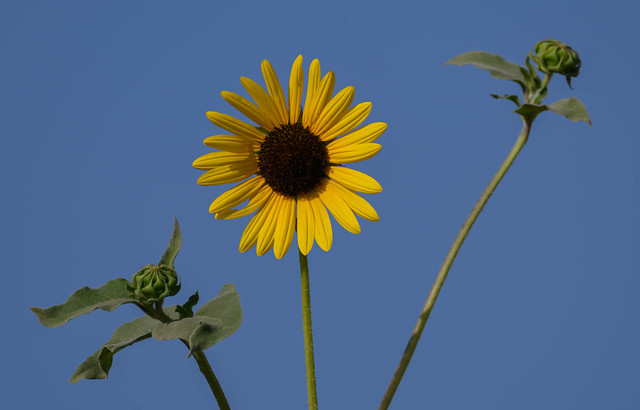 A sunny tall sunflower