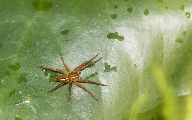 Great raft spider - Dolomedes plantarius - Grote oeverspin
