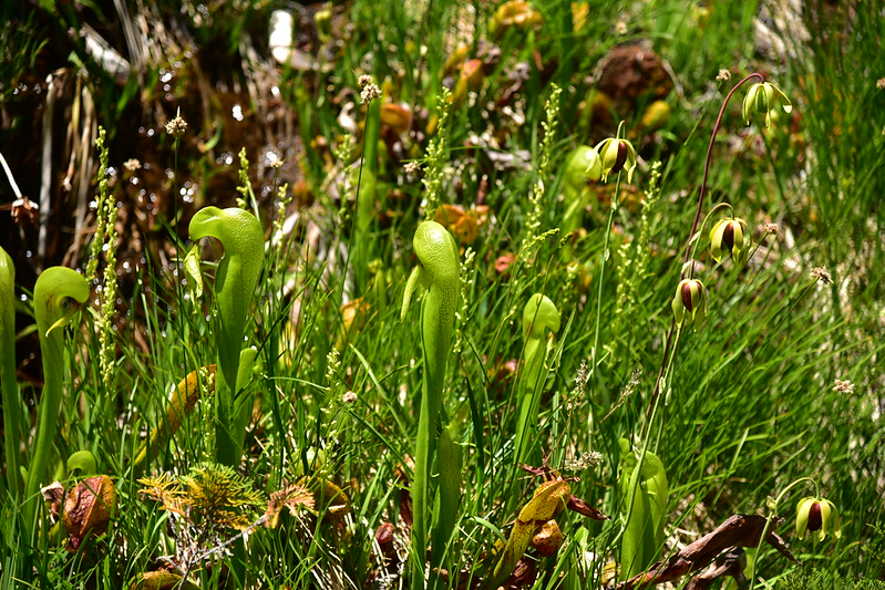 Darlingtonia