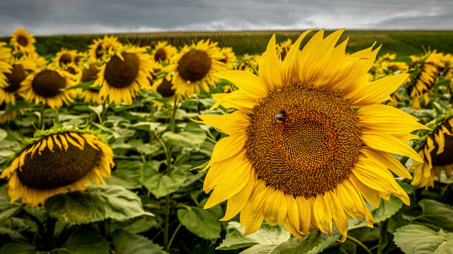 Sonnenblumenfeld im Moselland / Sunflowers in the Mosel region