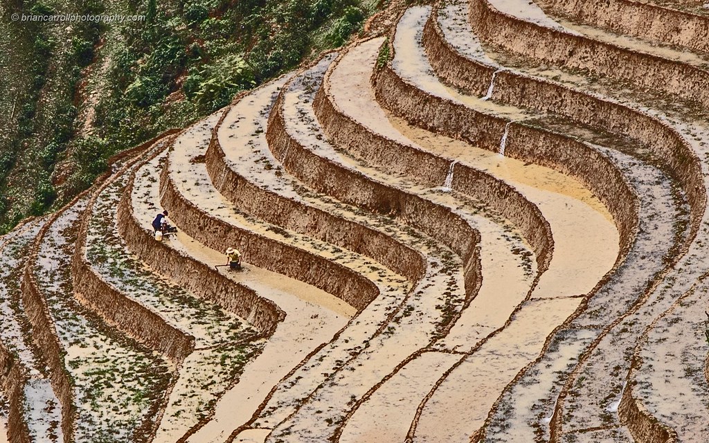 IMGR8578b Workers in the terraced rice paddy fields in the… | Flickr