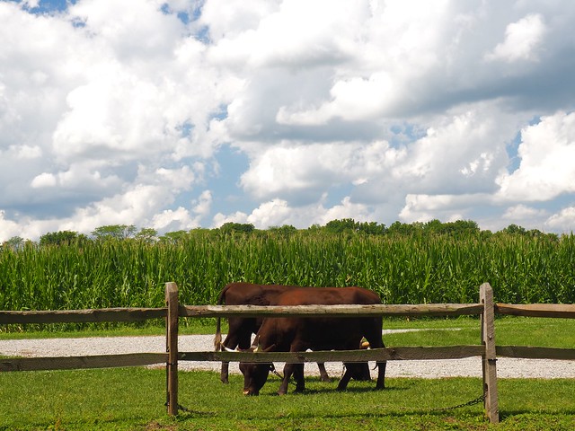 Cattle, corn, and clouds
