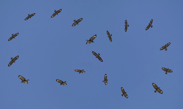 The infinite flight of the buzzard