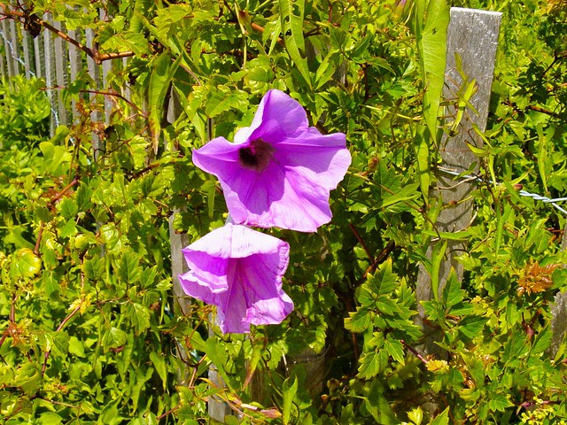 Botany of the Carolinas Coastal Plain, Part 6: A Glorious Thicket, Fort Macon State Park, North Carolina USA
