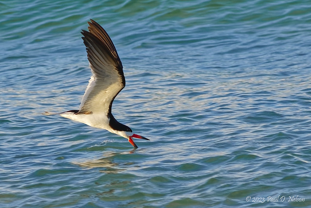 _PDN4996_Black Skimmer; Navarre Beach, Florida
