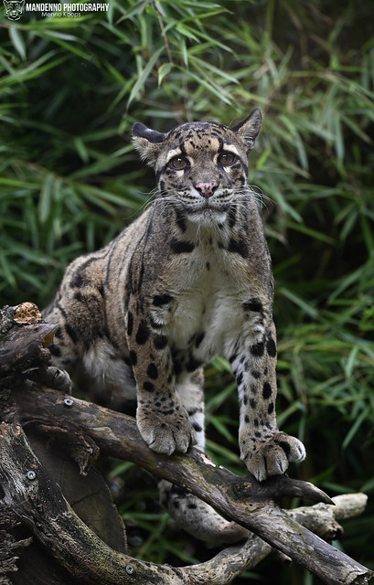 Clouded leopard - Ouwehands Dierenpark