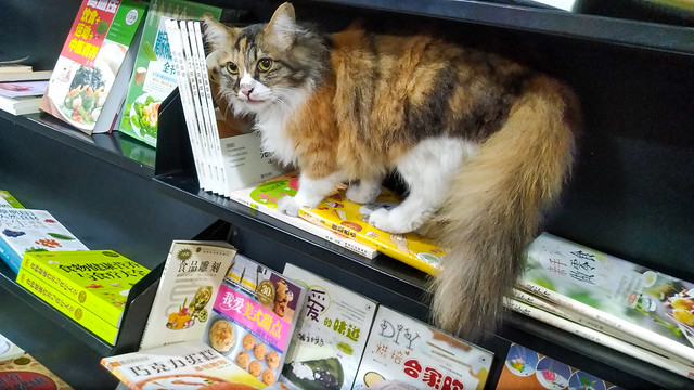 Friendly bookstore kitty