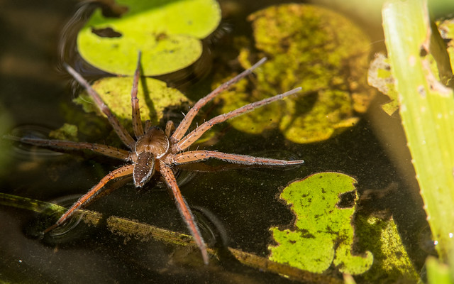 Great raft spider - Dolomedes plantarius - Grote oeverspin