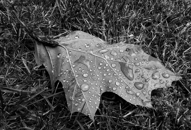 Oak Leaf and Rain