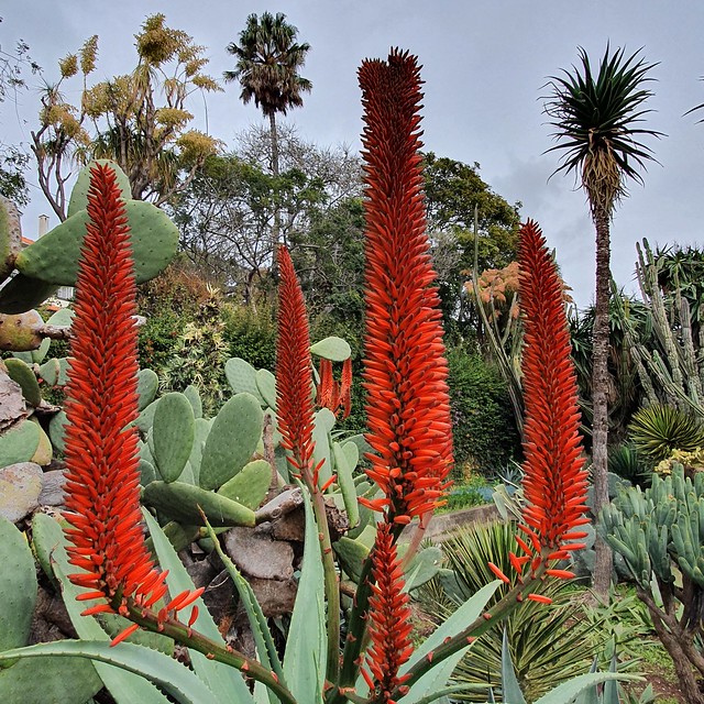 Aloe ferox | Afrikanische Aloe, Jardim Botanico, Madeira
