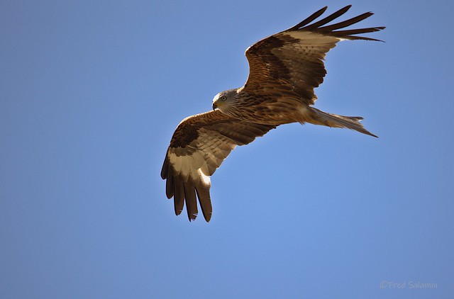 Red Kite_H3A4717