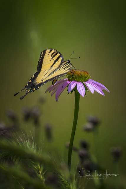 Swallowtail on a cone flower