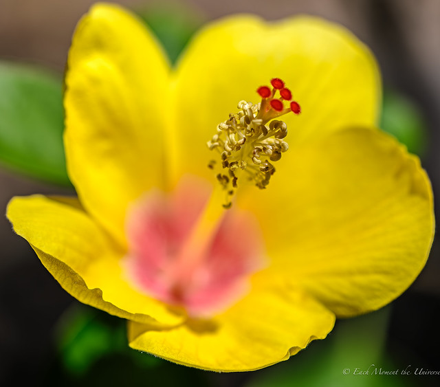 Stigma, style, and anther of a tropical hibiscus