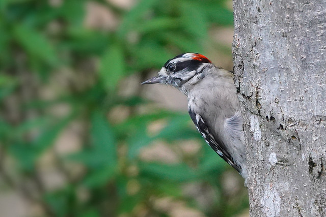Downy Woodpecker. Texas