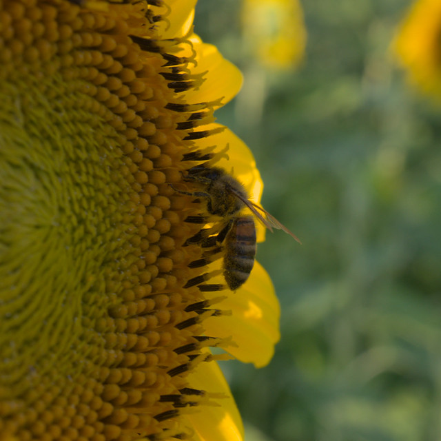Sunflower Field #3