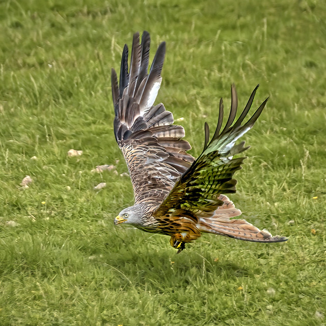 Red Kite (Milvus milvus), making off across the meadow, clutching prey