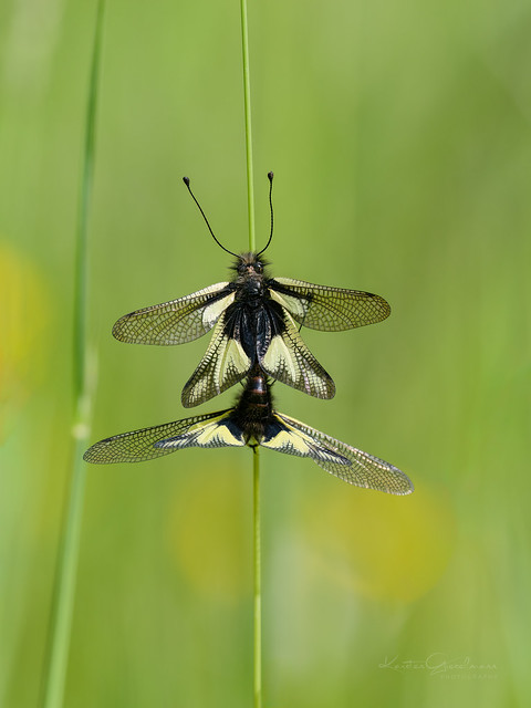 Owlfly mating