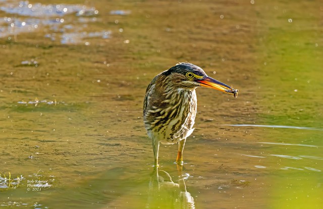 Green Heron with a Snack..