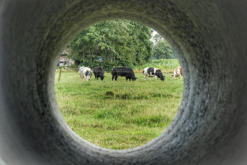 Cow vision