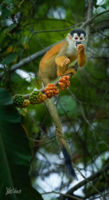 Squirrel Monkey Eating (1 of 1)