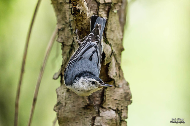 White-Breasted Nuthatch #2 - 2021-05-22