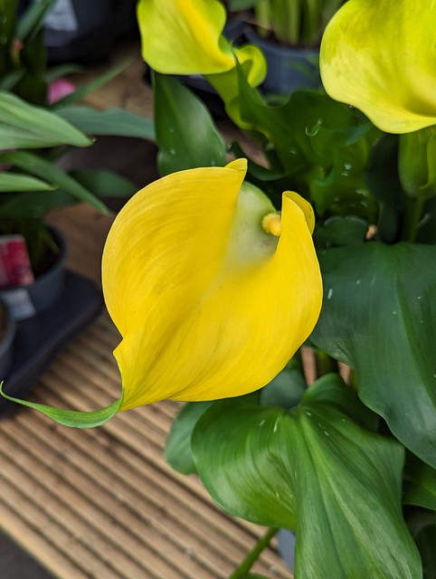 📷 Pixel 6 Pro - Yellow Calla Lily