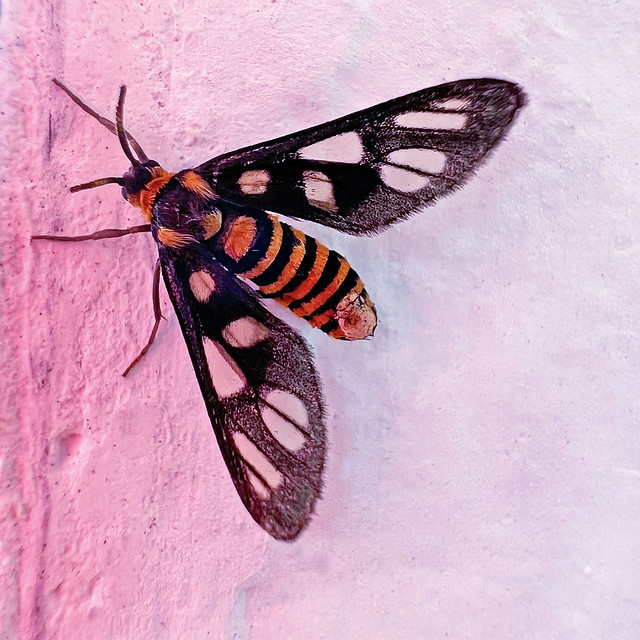 Tiger Moth aka Orange Spotted Tiger Moth (Amata huebneri)